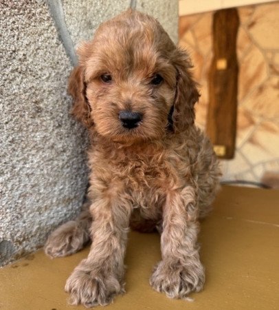 Cockapoo (angol cocker spániel & uszkár )