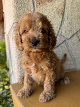 Cockapoo (angol cocker spániel & uszkár )