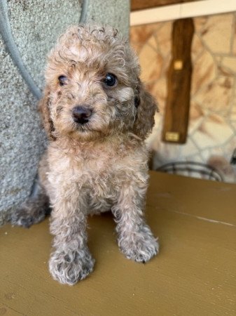 Cockapoo (angol cocker spániel & uszkár )