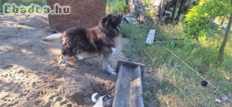 Gyönyörű kaukázusi kölykök