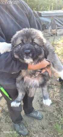 Gyönyörű kaukázusi kölykök