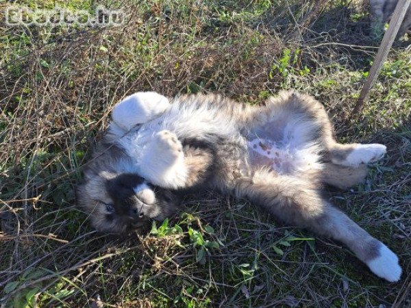 Gyönyörű kaukázusi kölykök