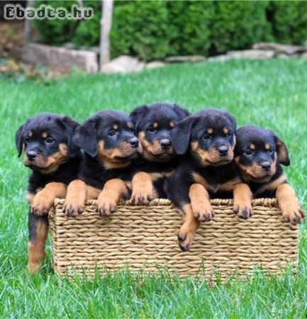 rottweiler kölykök