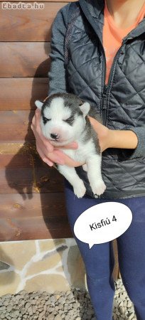 Szibériai husky