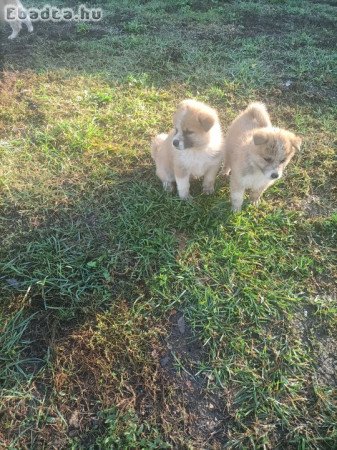 Japán akita inu