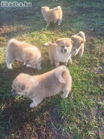 Japán akita inu