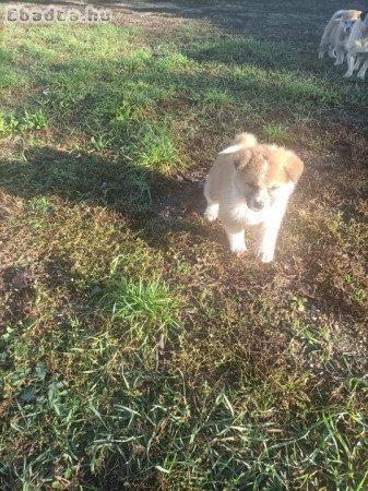 Japán akita inu