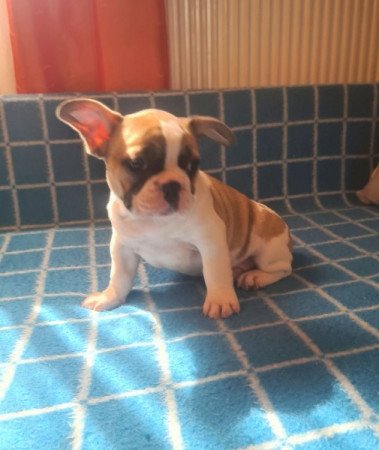 Francia bulldog