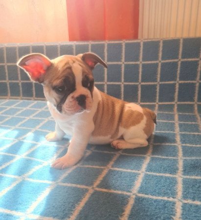 Francia bulldog