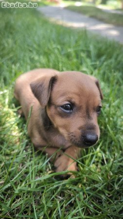 Törpe pinscher babák