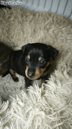Törpe pinscher babák