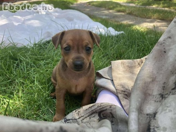 Törpe pinscher babák