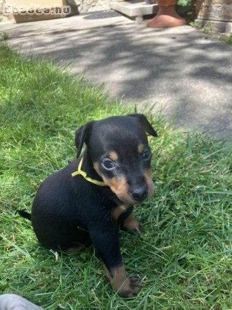 Törpe pinscher babák