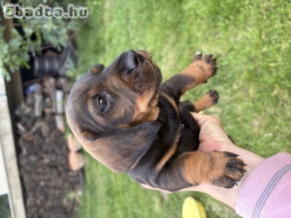 Szálkászőrű fajtiszta tacskó kiskutyak