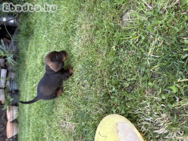 Szálkászőrű fajtiszta tacskó kiskutyak