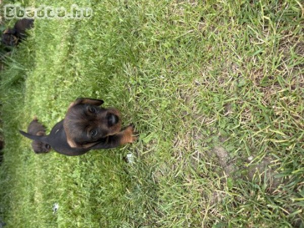 Szálkászőrű fajtiszta tacskó kiskutyak