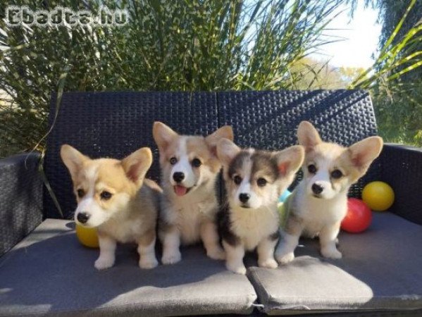 Pembroke walesi corgi kölykök