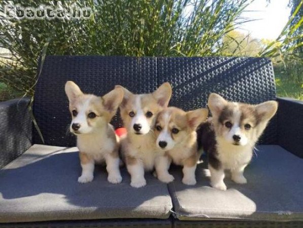 Pembroke walesi corgi kölykök