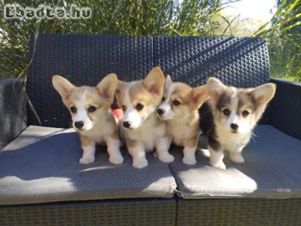 Pembroke walesi corgi kölykök