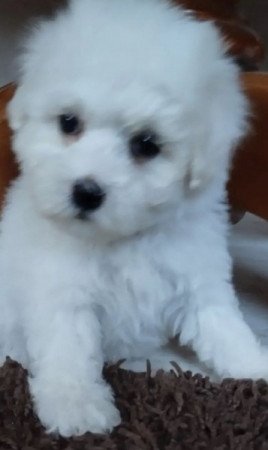 Bolognese kiskutyák