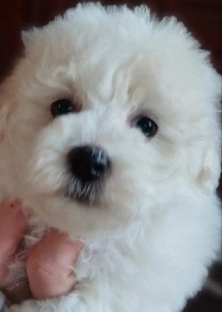 Bolognese kiskutyák