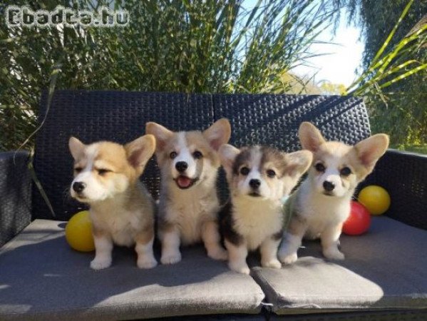 Pembroke walesi corgi kölykök