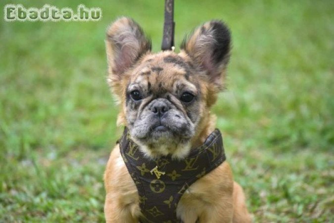 french bull dog puppies for good homes