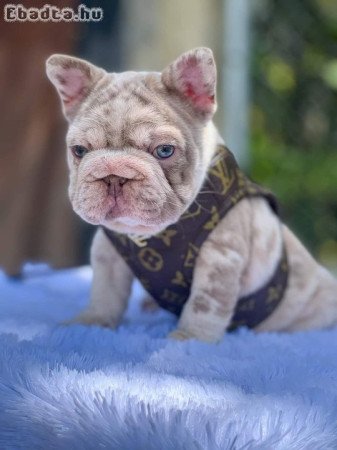 french bull dog puppies for good homes