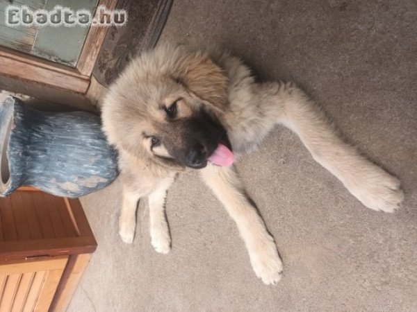 Tibeti masztiff kiskutyák szerető gazdit keresnek.