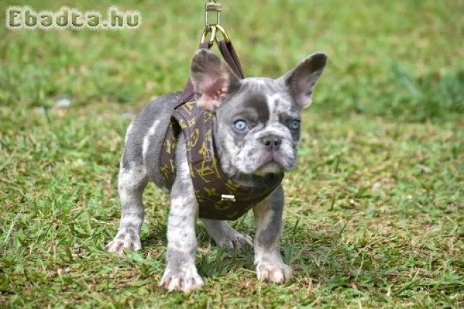 french bull dog puppies for good homes