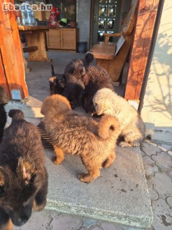 Tibeti masztiff kiskutyák szerető gazdit keresnek.