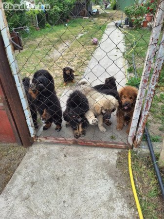 Tibeti masztiff kiskutyák szerető gazdit keresnek.