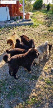 Tibeti masztiff kiskutyák szerető gazdit keresnek.