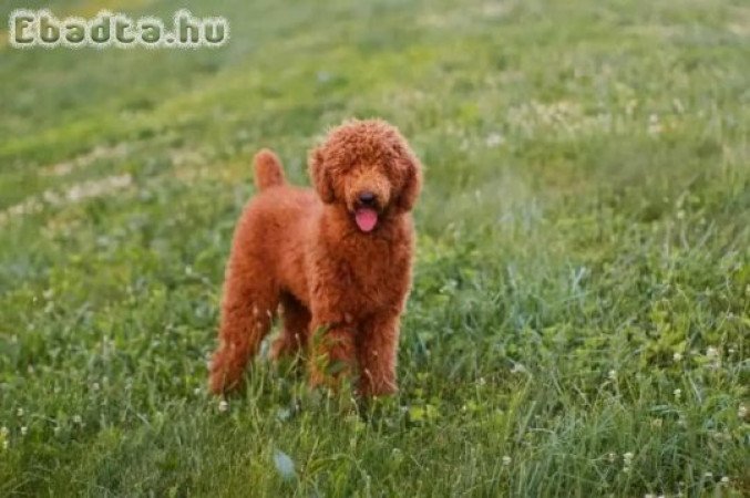 labradoodles puppies for good homes and adoption.