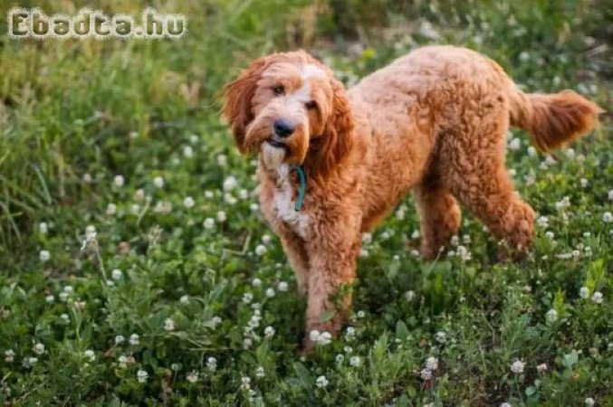 labradoodles puppies for good homes and adoption.