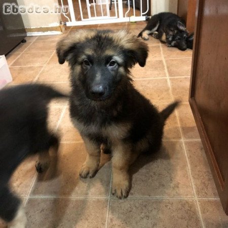 German shepherd for sale