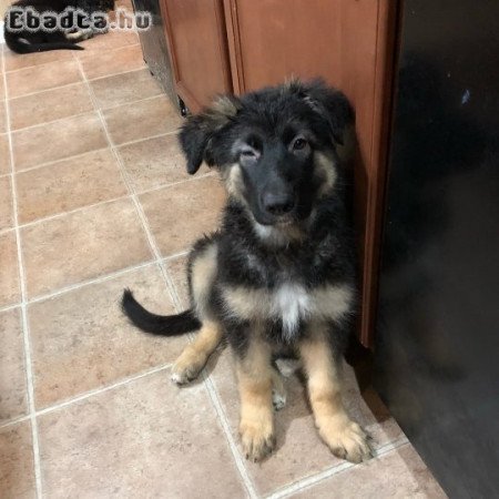 German shepherd for sale