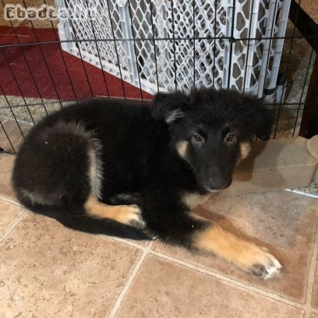 German shepherd for sale