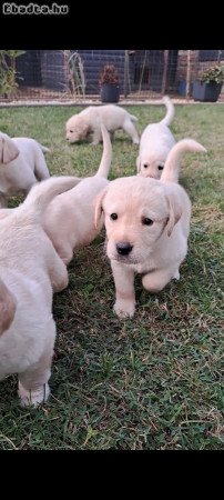 Labrador kiskutyák