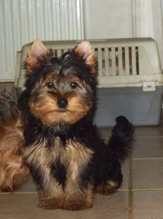 Yorkshire terrier