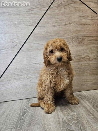 Kislány törpe uszkár