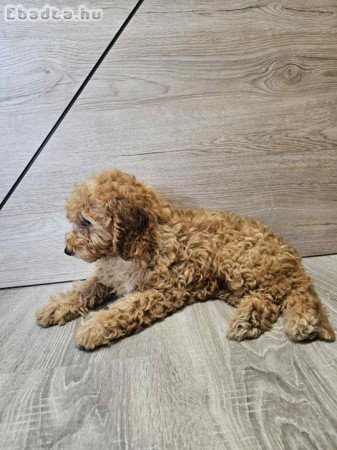 Kislány törpe uszkár