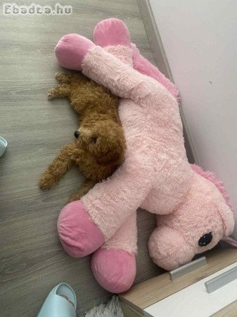 Kislány törpe uszkár