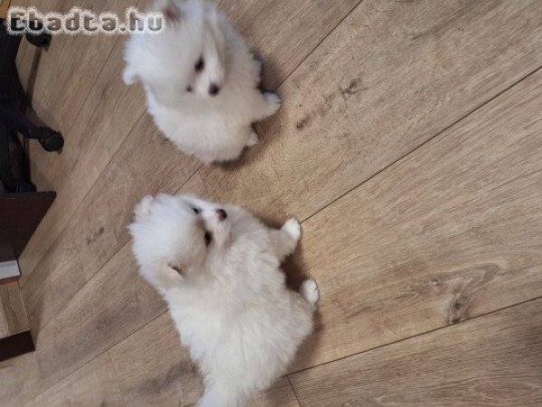 Pomeraniai törpe spitz eladó