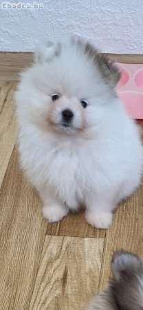 Pomeraniai törpe spitz eladó