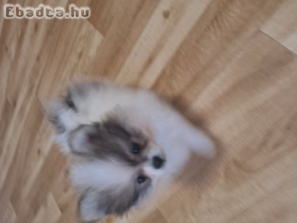 Pomeraniai törpe spitz eladó