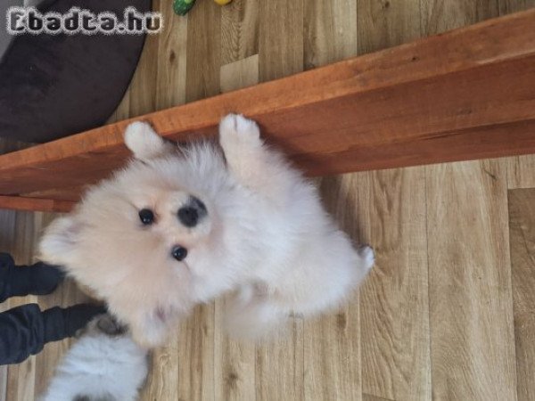 Pomeraniai törpe spitz eladó