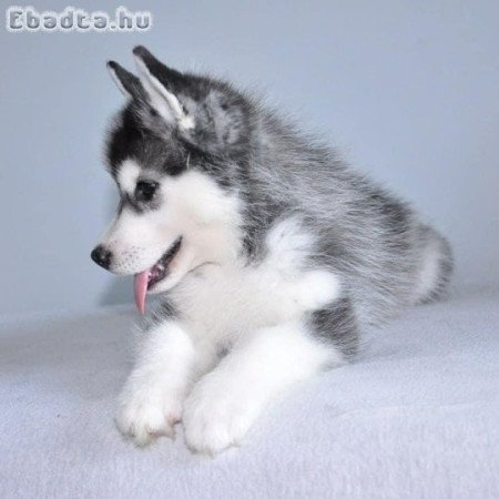 Szibériai husky kölykök örökbefogadásra