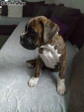 Boxer fiú