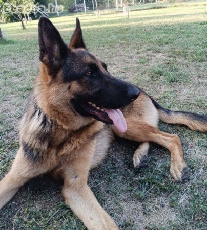 3 éves németjuhász ingyen elvihető